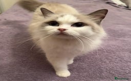 Ragdoll cats for sale: GCCF Champion Mink & blue point Ragdolls - Image 15