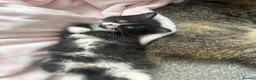 Mixed Breed cats for sale: Mixed breed kittens  - Advert 2