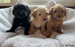 Mixed Breed dogs for sale: Miniature schnoodle girl ready to leave  - Image 8