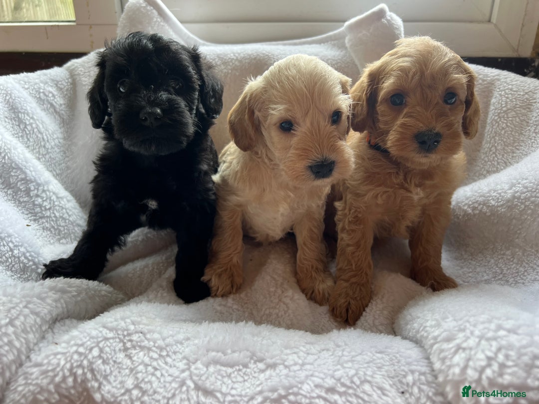 Mixed Breed dogs for sale: Miniature schnoodle girl ready to leave  - Image 8