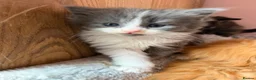 Mixed Breed cats for sale: Stunning kittens - Advert 14
