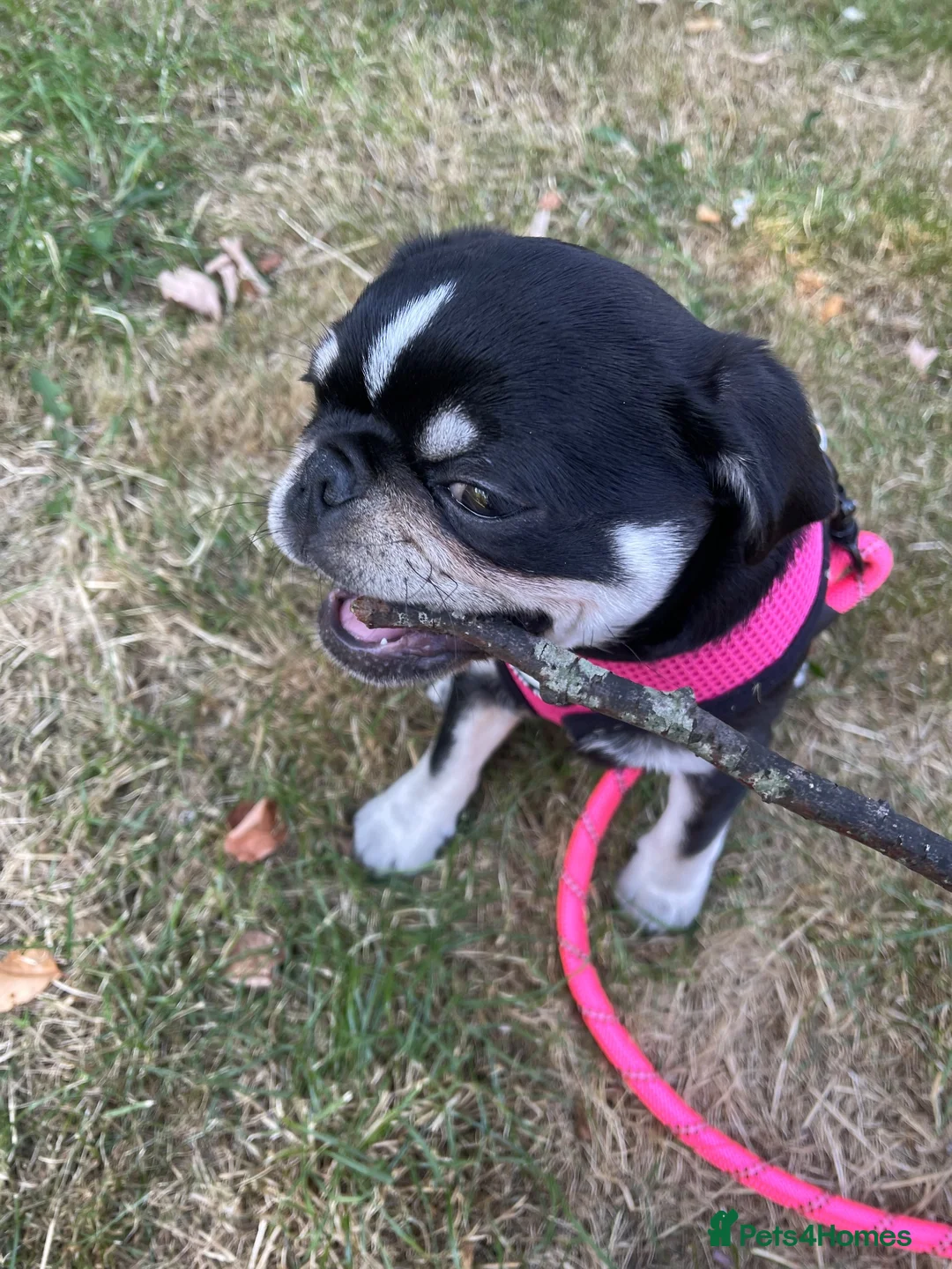 Pug dogs for sale: Pug Puppy For Sale - Advert 9