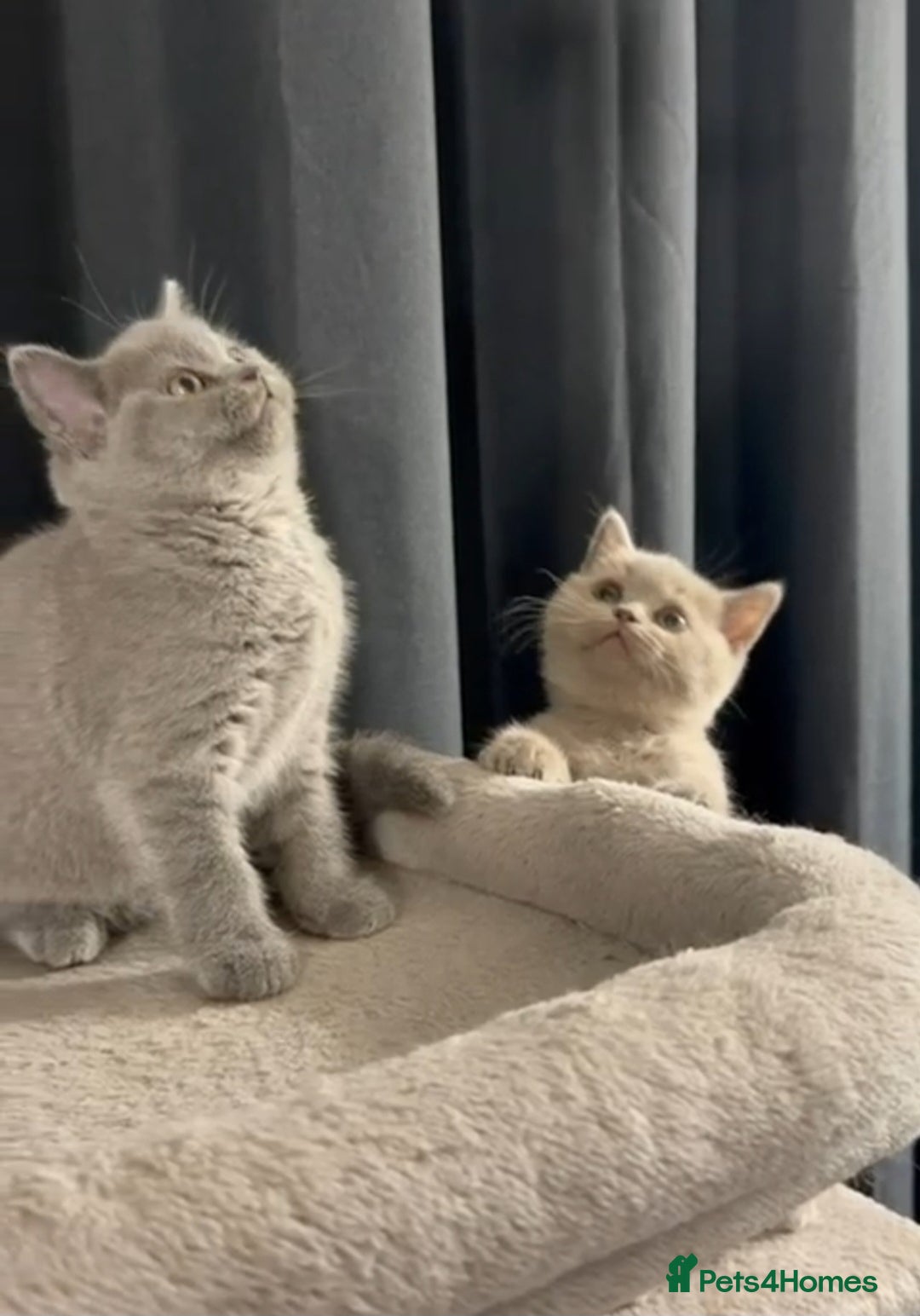 British Shorthair cats for sale: Gorgeous Britishshorthair kittens GCCF registered! - Advert 6