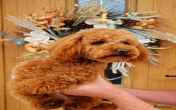 Doxiepoo dogs for sale: Daxipoo  - Image 22