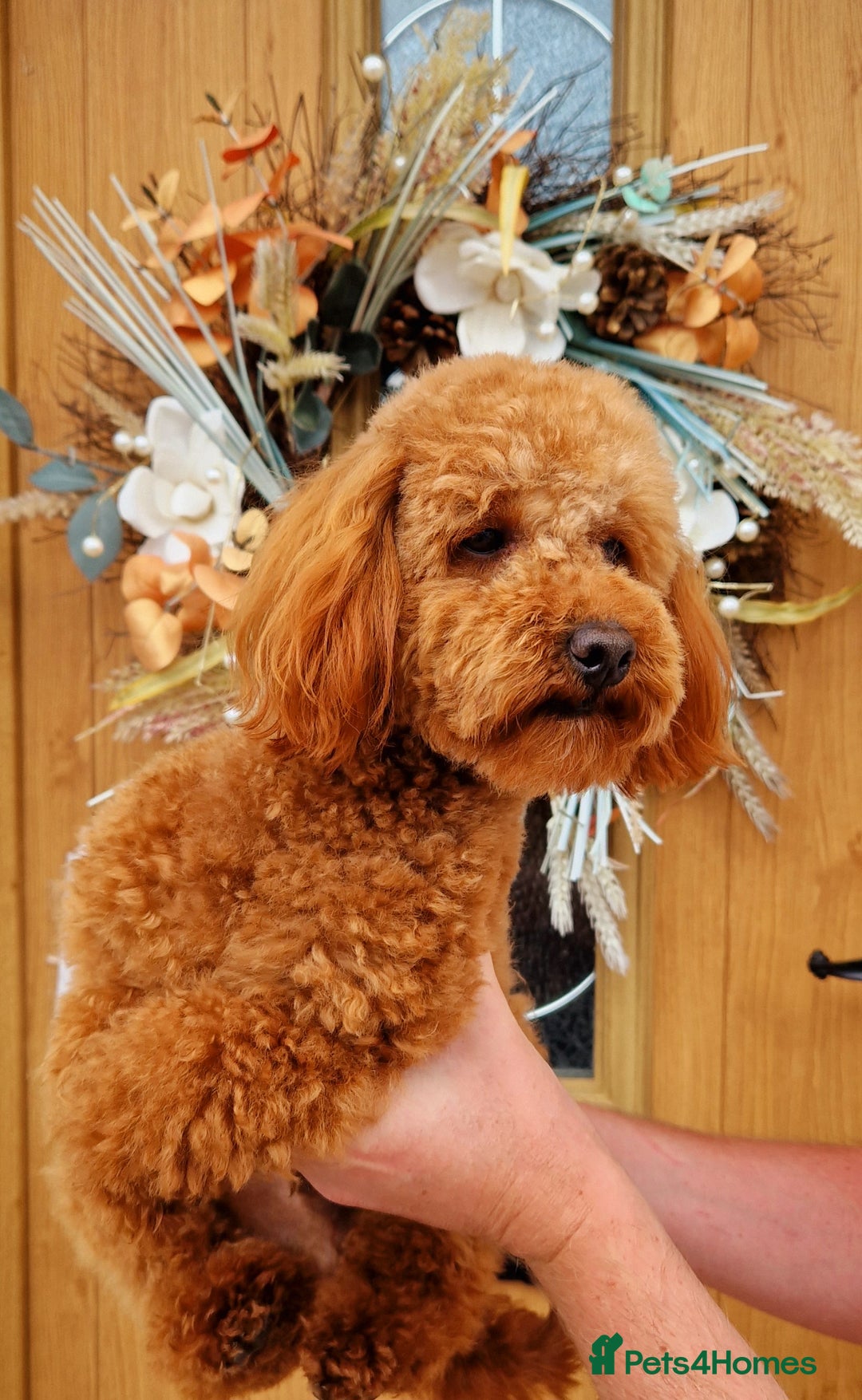 Doxiepoo dogs for sale: Daxipoo  - Image 22