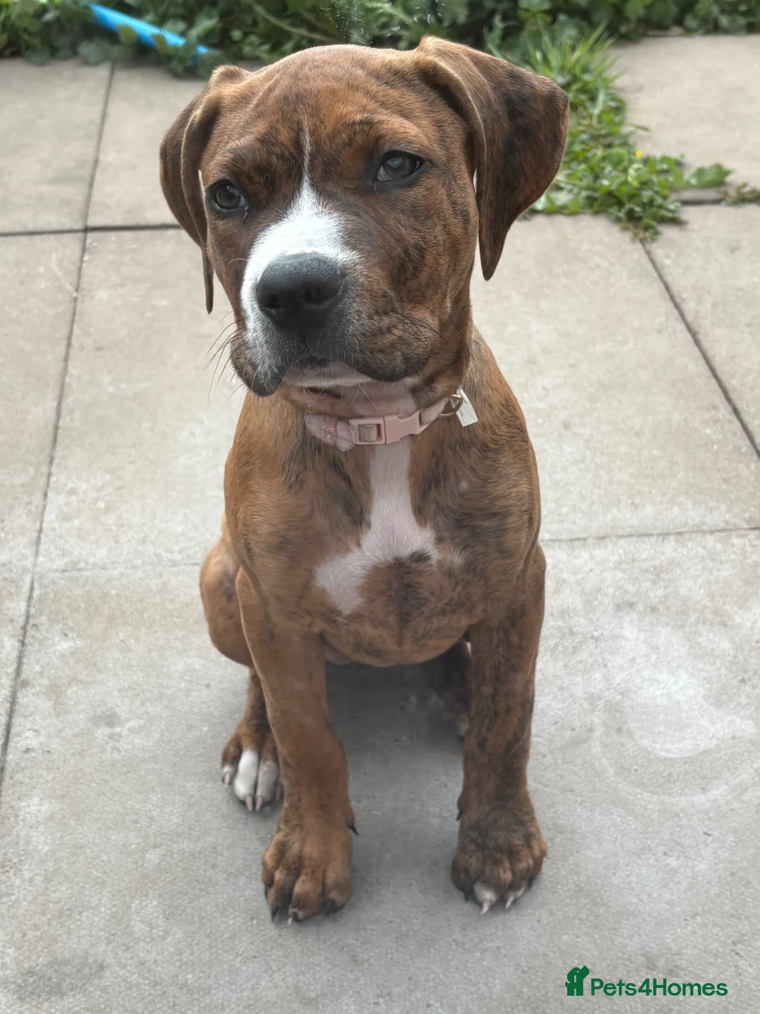 Mixed Breed dogs for sale: Willow  - Advert 1