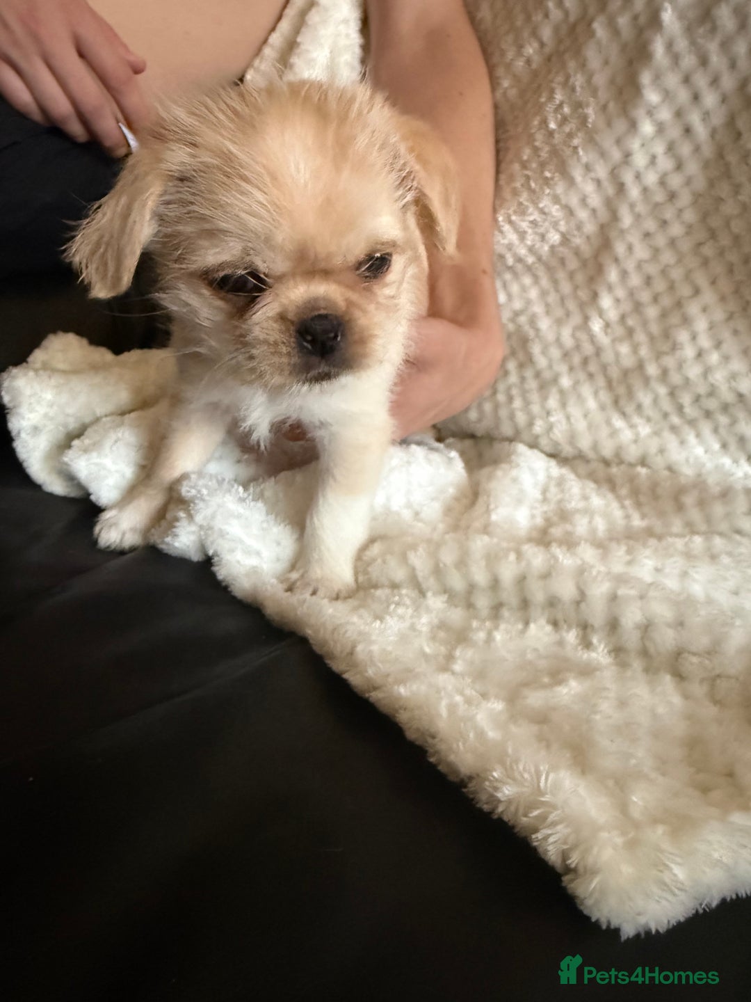 Mixed Breed dogs for sale: Pug mix - Image 7