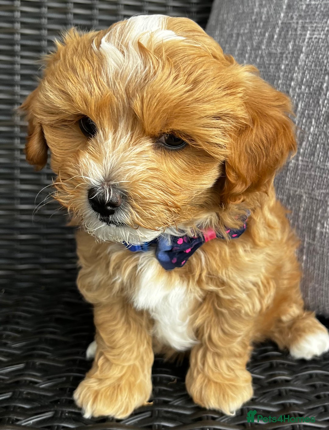 Maltipoo dogs for sale: Gorgeous apricot maltipoo - Image 9