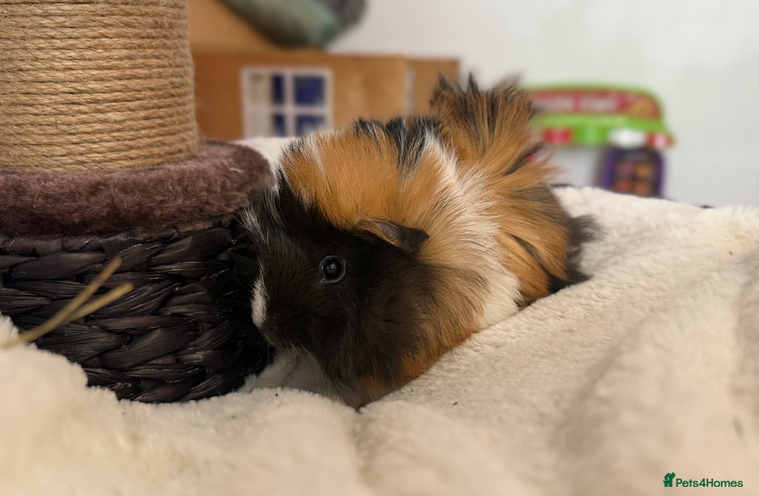 Guinea Pig rodents for sale: 5 Baby Boars - Image 3