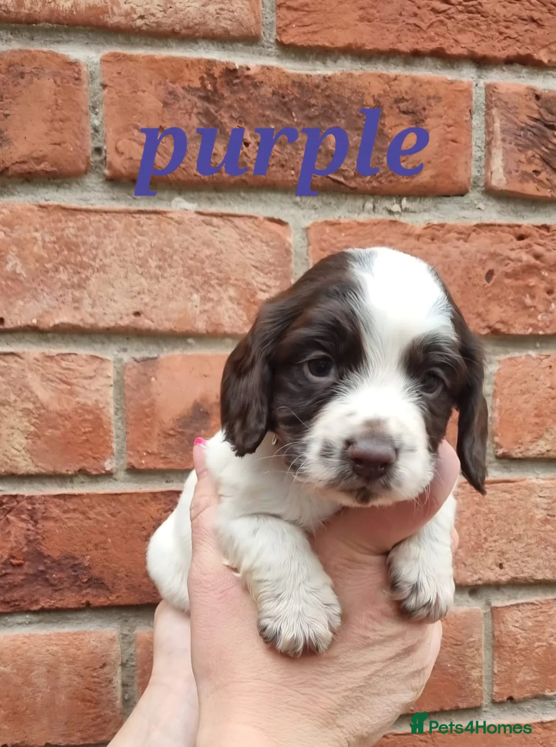 Cocker Spaniel dogs for sale: A stunning litter of cocker spaniels pups  - Advert 10