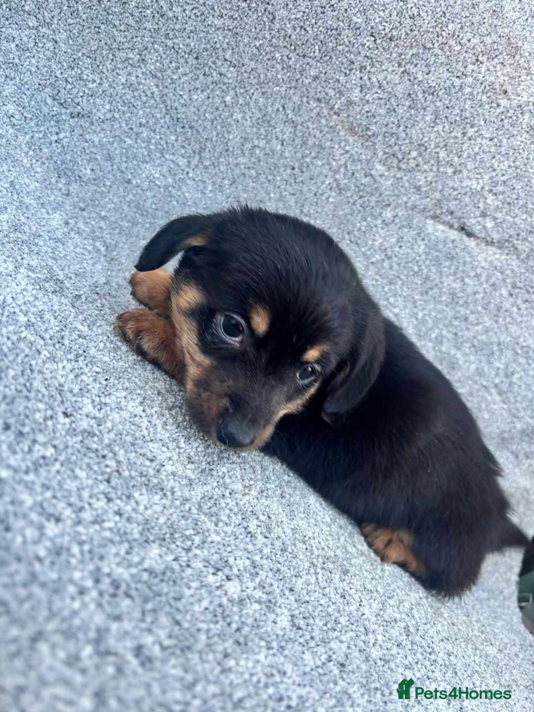 Mixed Breed dogs for sale: Mini daschund x jack Russell  - Advert 3