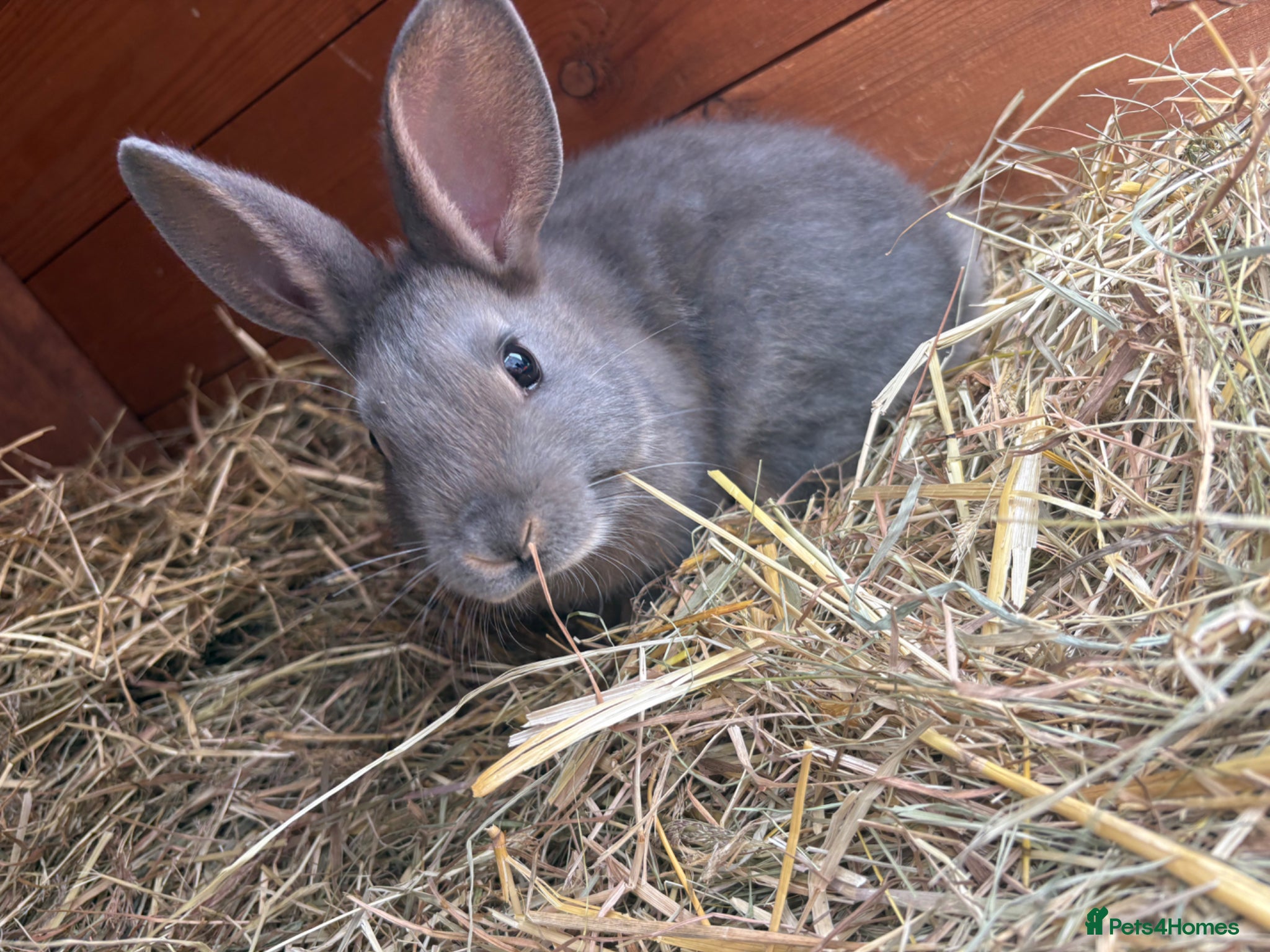 Mixed Breed rabbits Adorable Baby Buck Rabbits for Sale - Advert 24