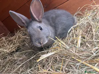 Mixed Breed rabbits Adorable Baby Buck Rabbits for Sale - Advert 24