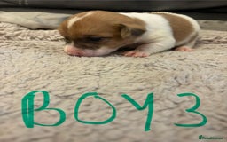 Jack Russell dogs for sale: 8 beautiful Jack Russell puppies 5 boys 3 girls - Image 6