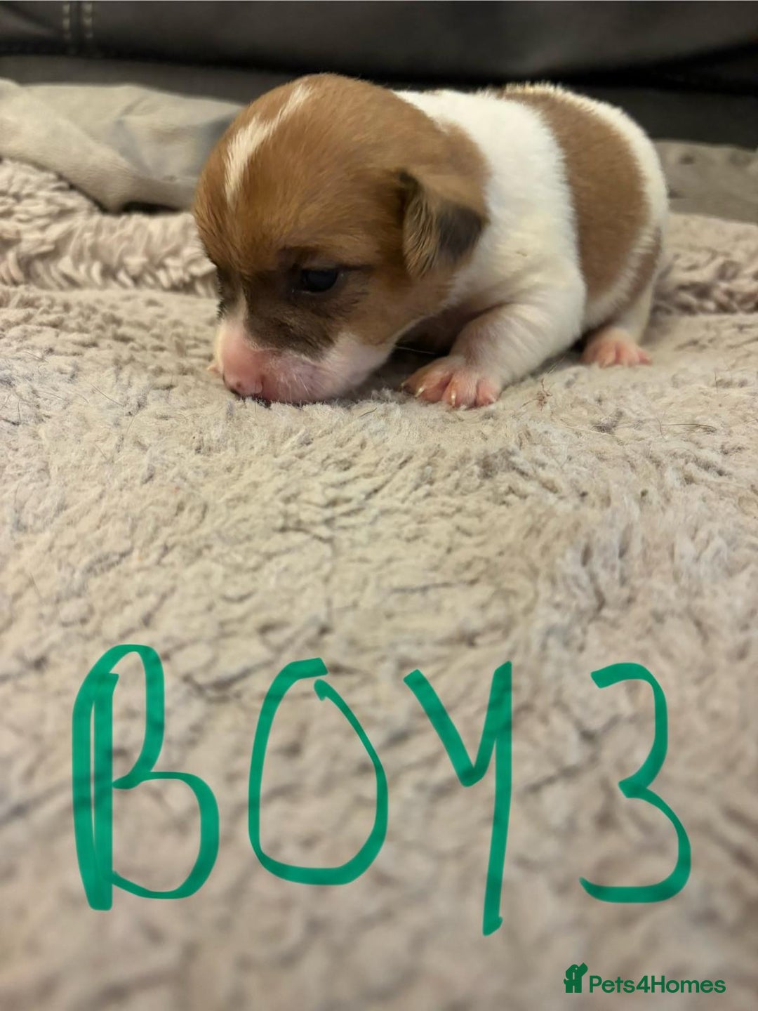 Jack Russell dogs for sale: 8 beautiful Jack Russell puppies 5 boys 3 girls - Image 6