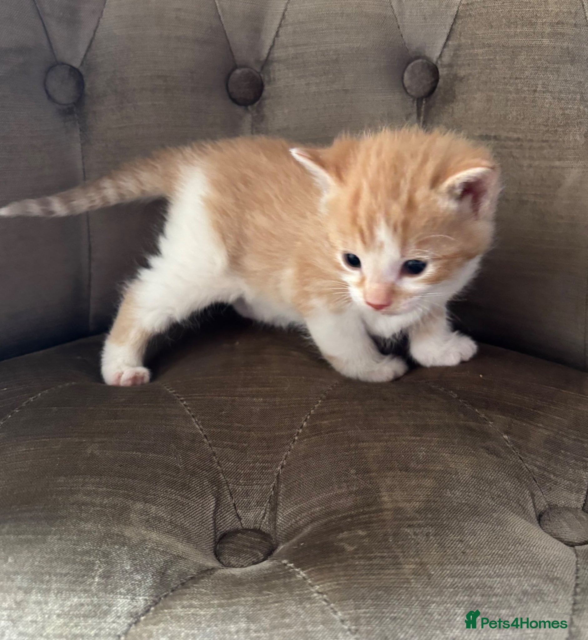 Mixed Breed cats Kittens beautiful 2girls2boys ginger ready today - Advert 2