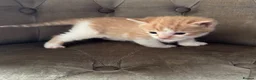 Mixed Breed cats for sale: Kittens 2girls 2boys left ginger/white ready today - Advert 5
