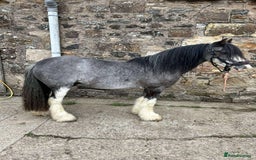 Irish Cob horses for sale: 12:3 traditional gypsy cob  - Image 1