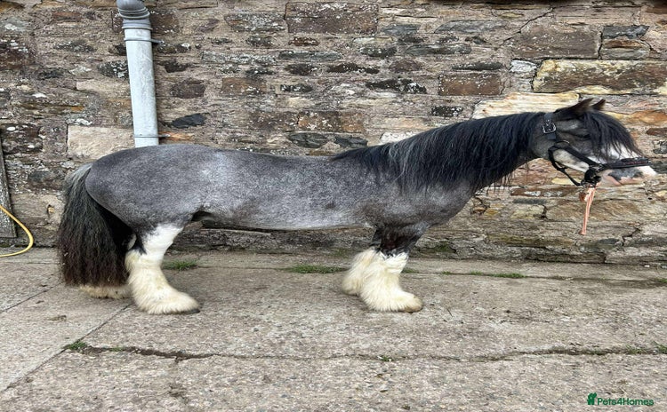 Irish Cob horses - Advert 1