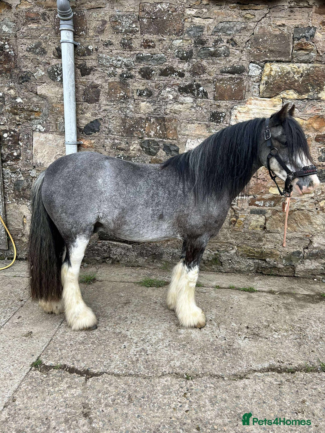 Irish Cob horses for sale: 12:3 traditional gypsy cob  - Image 1