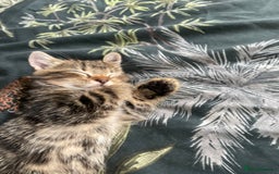 Mixed Breed cats for sale: 3 lovely natured, characterful tabby’s  - Image 14