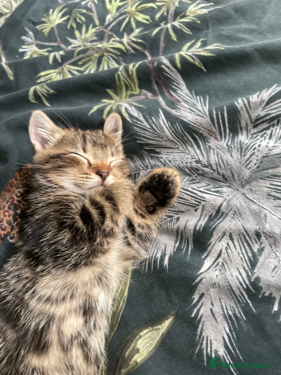Mixed Breed cats for sale: 3 lovely natured, characterful tabby’s  - Image 14