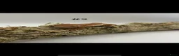 Gecko reptiles for sale: NEW Adult + Juvenile Crested Geckos + Lilly Whites - Advert 18
