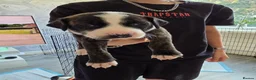 Staffordshire Bull Terrier dogs for sale: Staff puppies in Bristol - Advert 13