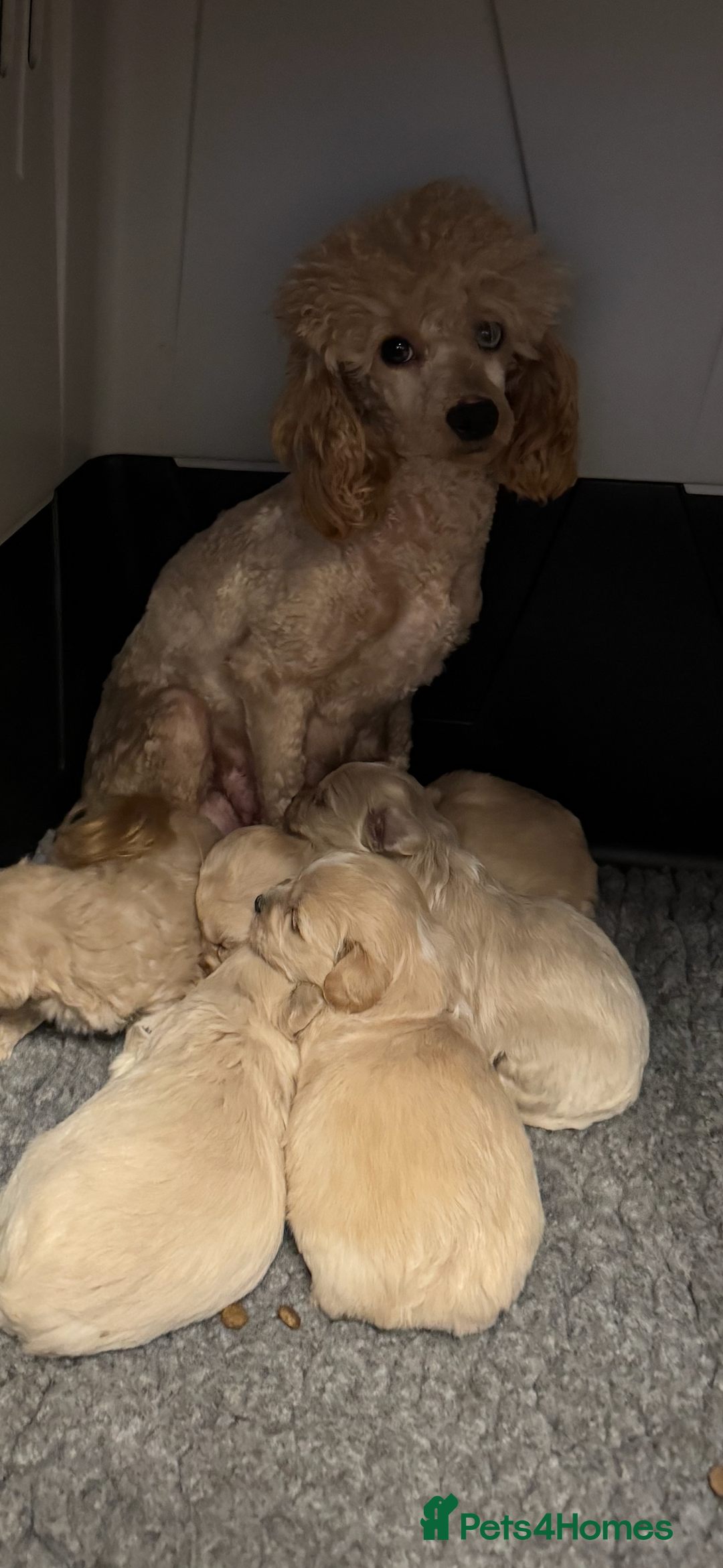 Maltipoo dogs for sale: Teddy bear maltipoo puppies  - Advert 1