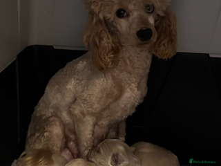 Maltipoo dogs Teddy bear maltipoo puppies - Advert 3