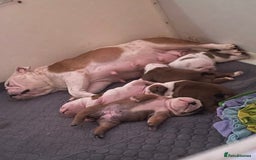 English Bulldog dogs for sale: Kc reg red and white & pied  - Image 3