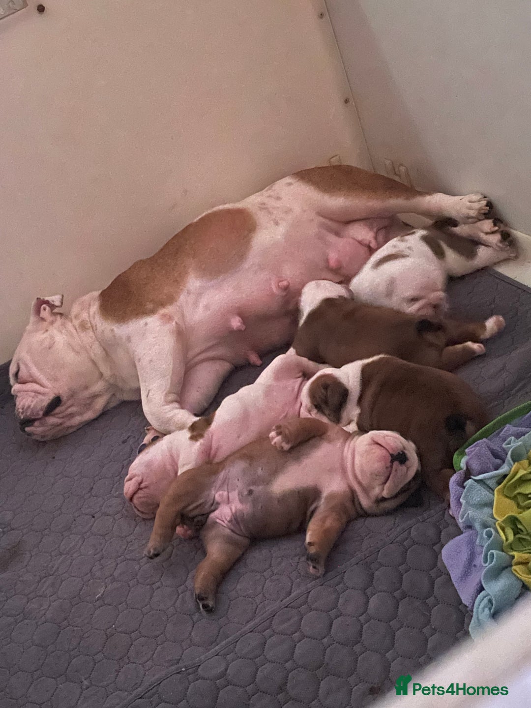 English Bulldog dogs for sale: Kc reg red and white & pied  - Image 3
