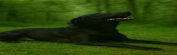 Labrador Retriever dogs for sale: KC registered Balck labrador retrievers - Advert 21
