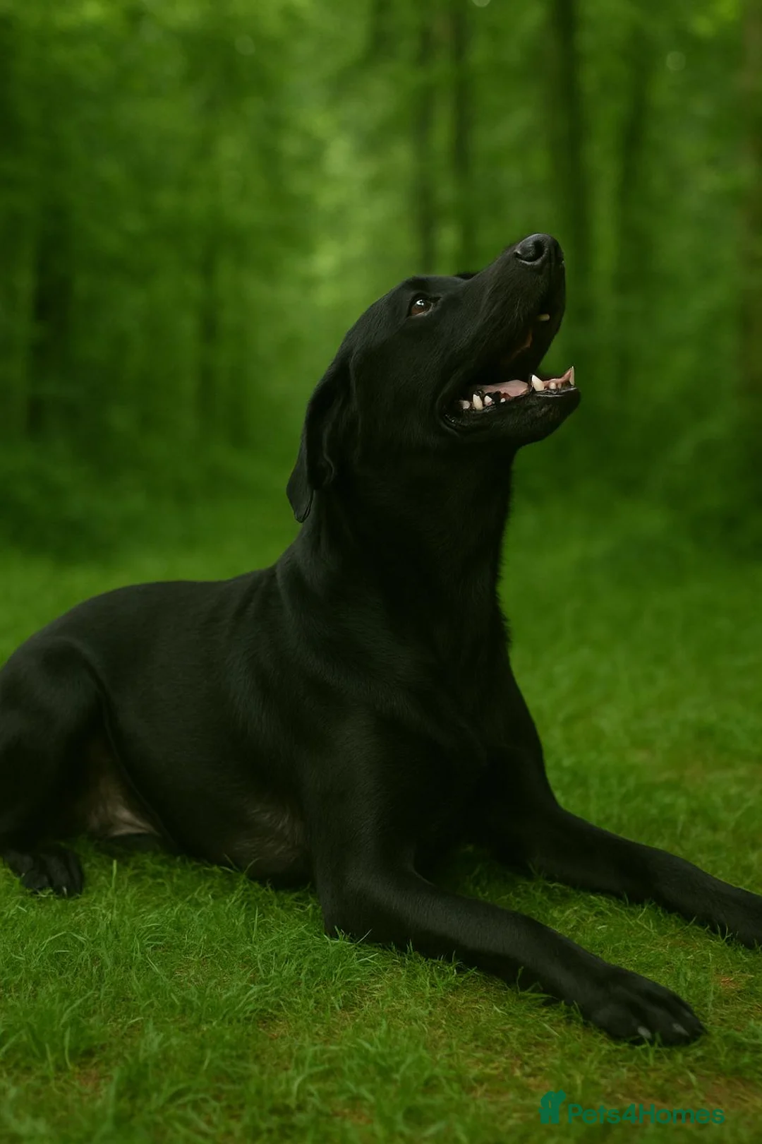 Labrador Retriever dogs for sale: KC registered Balck labrador retrievers - Advert 21