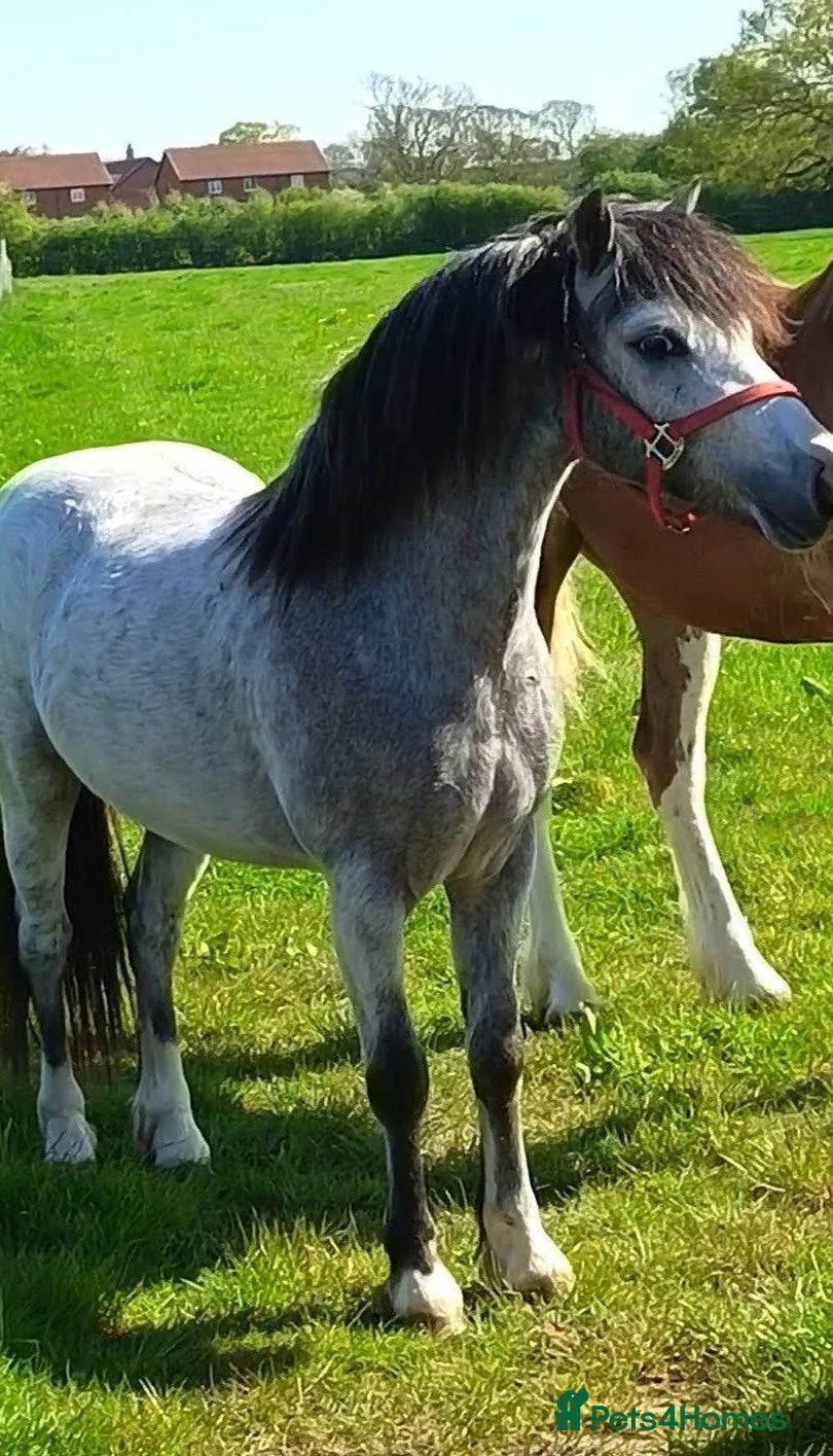 Welsh Section A horses Super Quality WPCS Registered Gelding - Advert 18