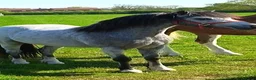 Welsh Section A horses for sale: Super Quality WPCS Registered Gelding - Advert 1