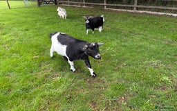 Goats livestock for sale: 4x Pygmy Goats for sale, 2 Nanny’s and 2 Wether’s - Image 2