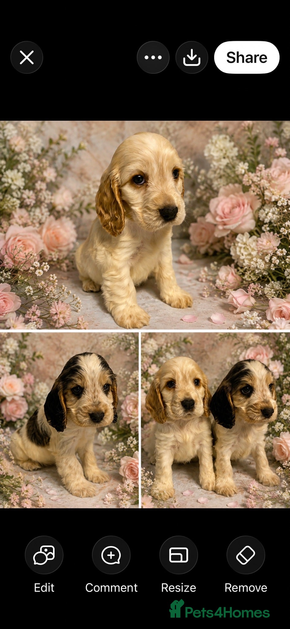 Cocker Spaniel dogs 🐶READY NOW 💝 Show type KC reg vaccinated - Advert 1
