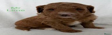 Australian Labradoodle 3