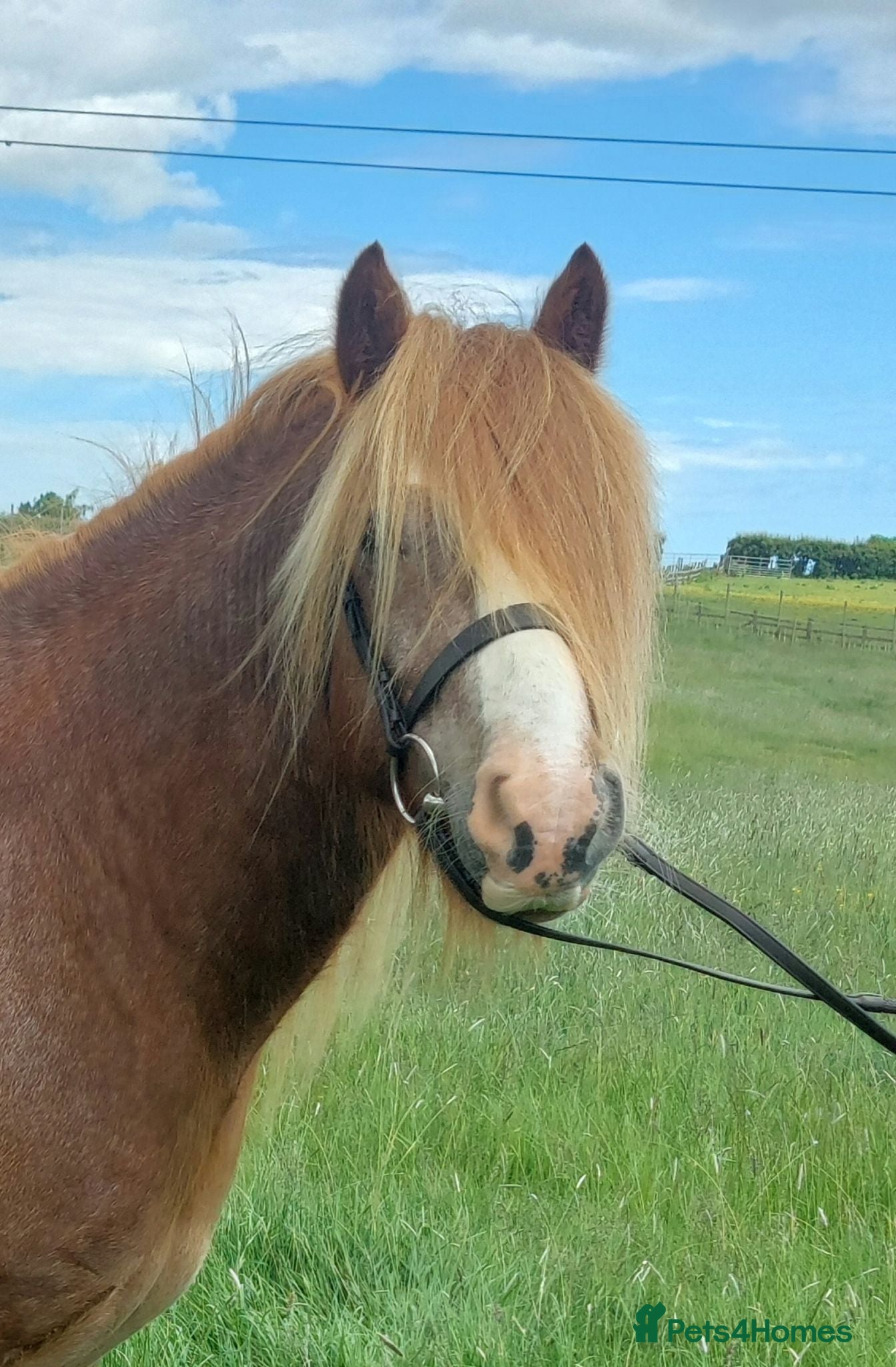 Irish Cob horses 14hh Quality Ride and Drive Cob and Show prospect - Advert 4