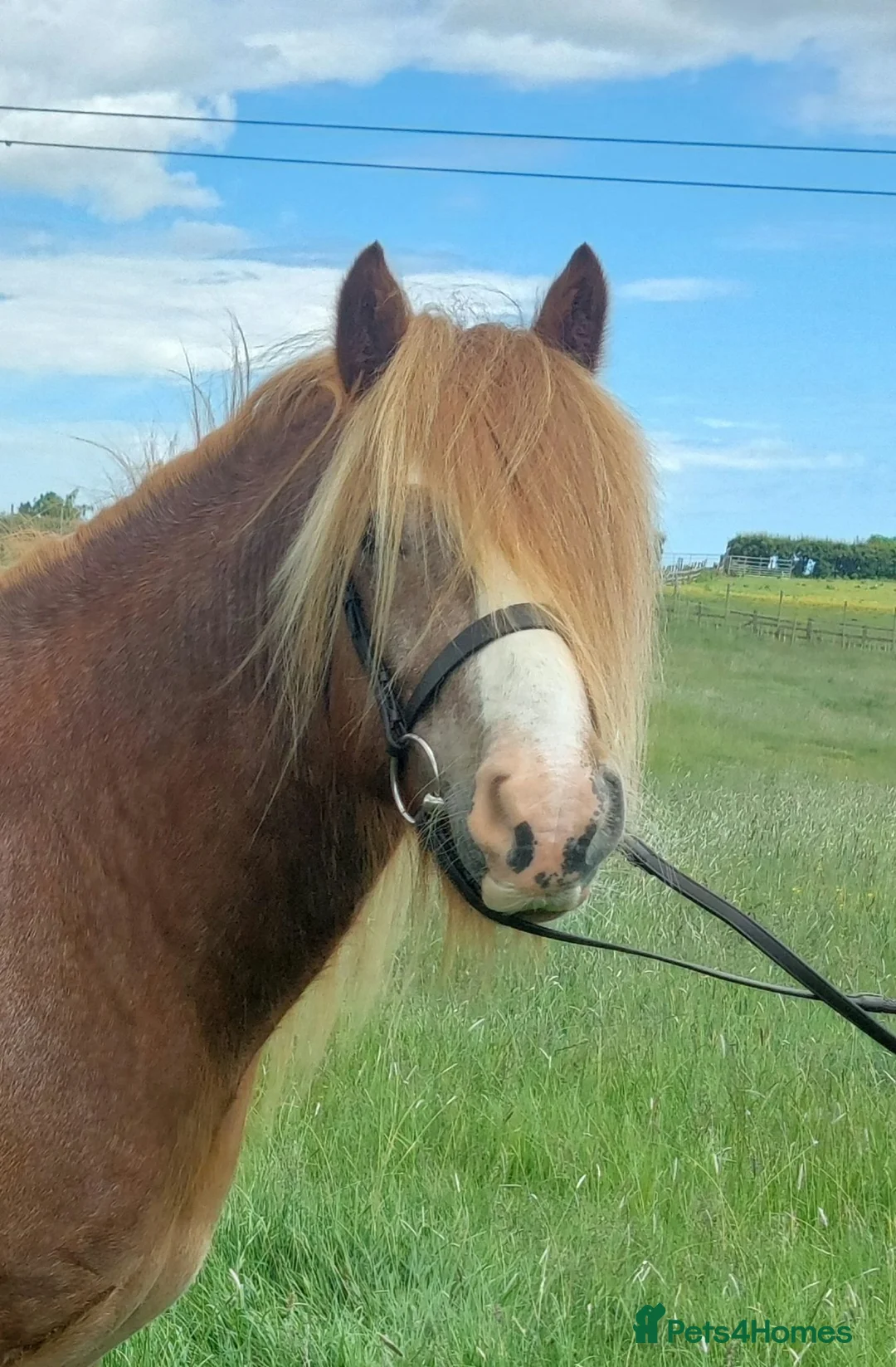 Irish Cob horses for sale: 14hh Quality Ride and Drive Cob and Show prospect - Advert 1