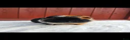 Guinea Pig rodents for sale: Teddy Brothers - Advert 3