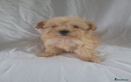 Morkie dogs for sale: Morkie puppies 5 🌟licence breeder  - Image 7