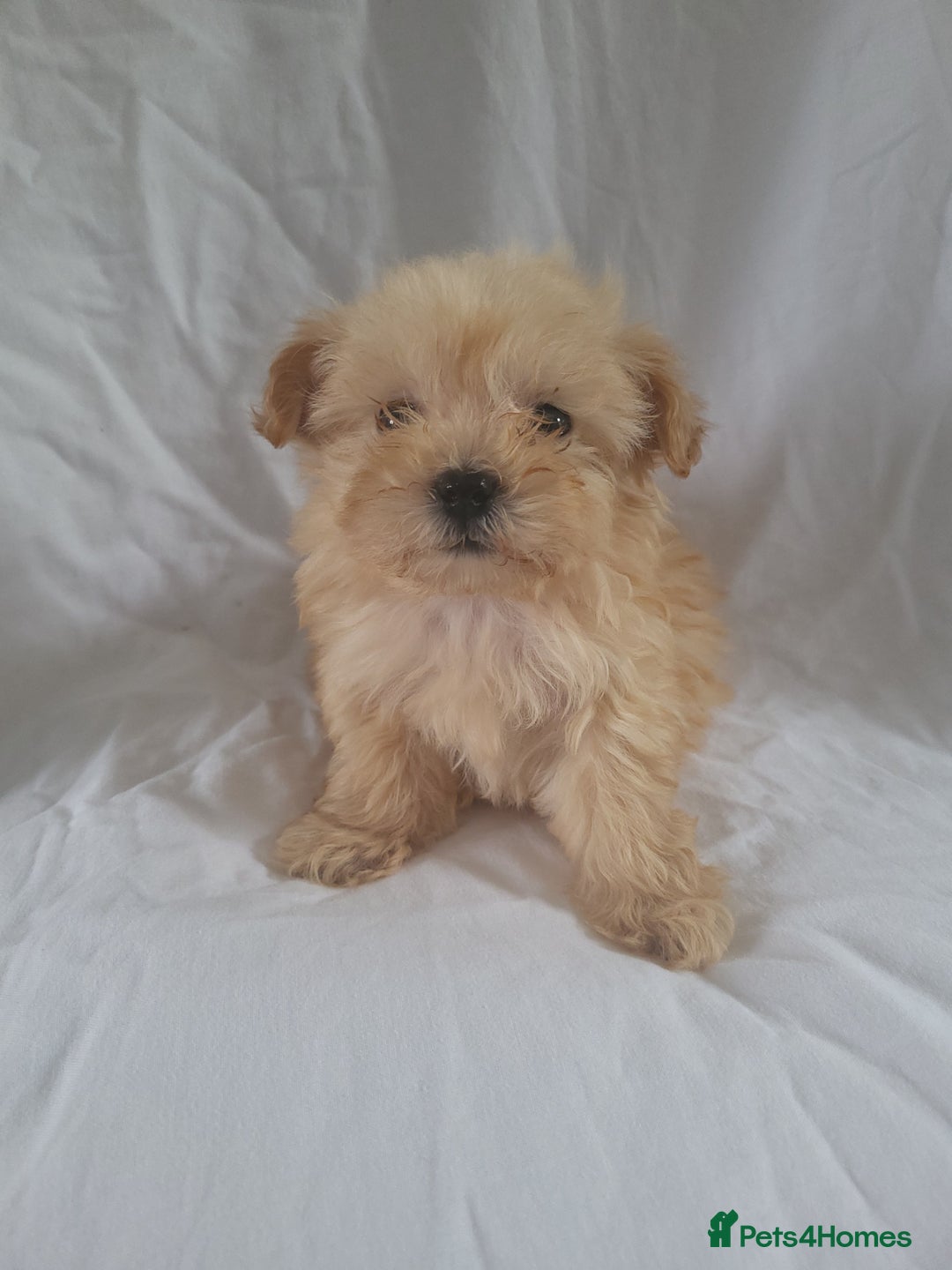 Morkie dogs for sale: Morkie puppies 5 🌟licence breeder  - Image 7