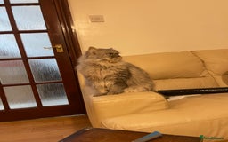Persian cats for sale: Persian male  - Image 11