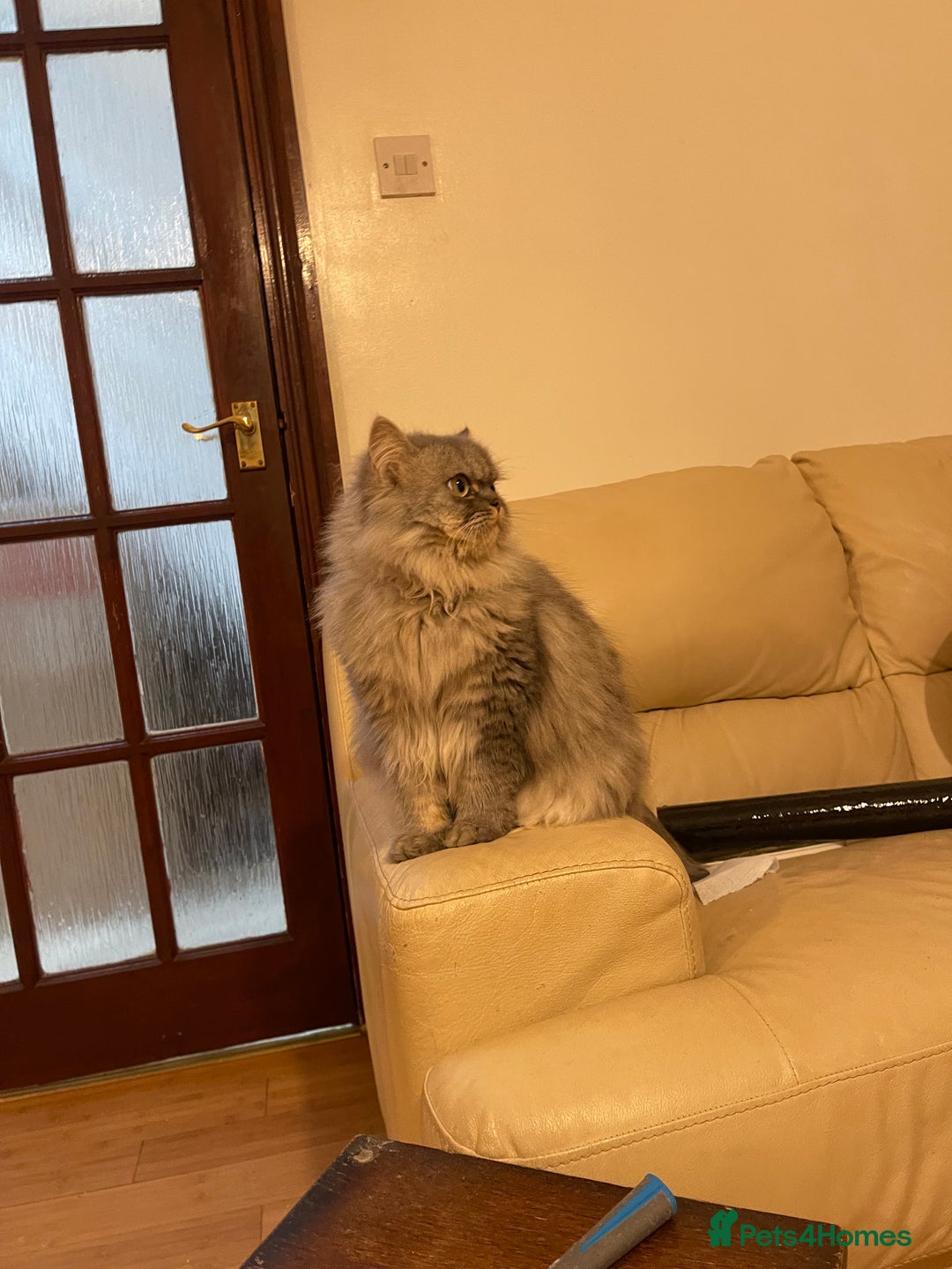 Persian cats for sale: Persian male  - Image 11
