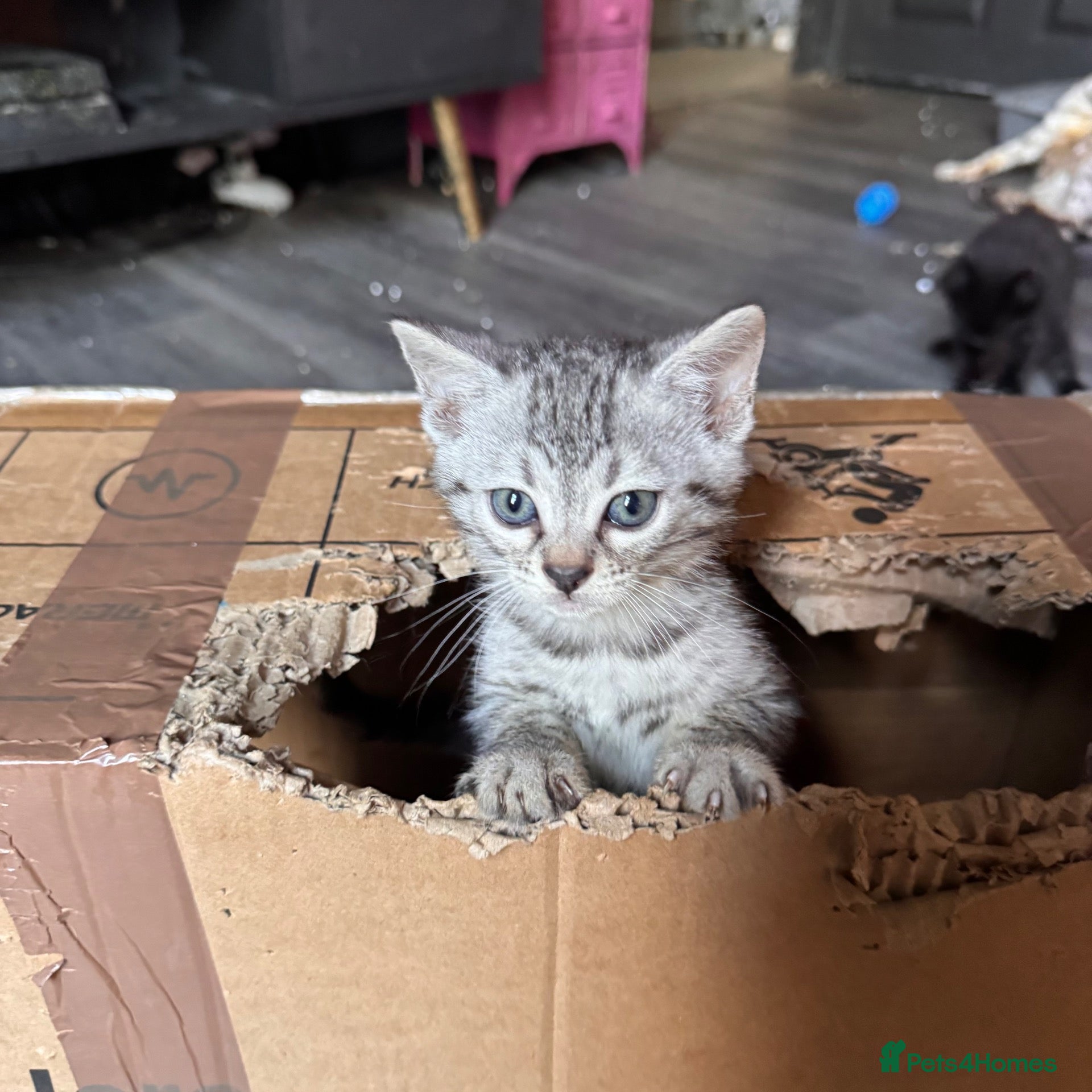 Bengal cats Silver girl, black smoke boy ready 4 forever homes - Advert 13