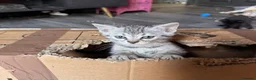 Bengal cats for sale: Smoke Boy Available for his forever home  - Advert 9