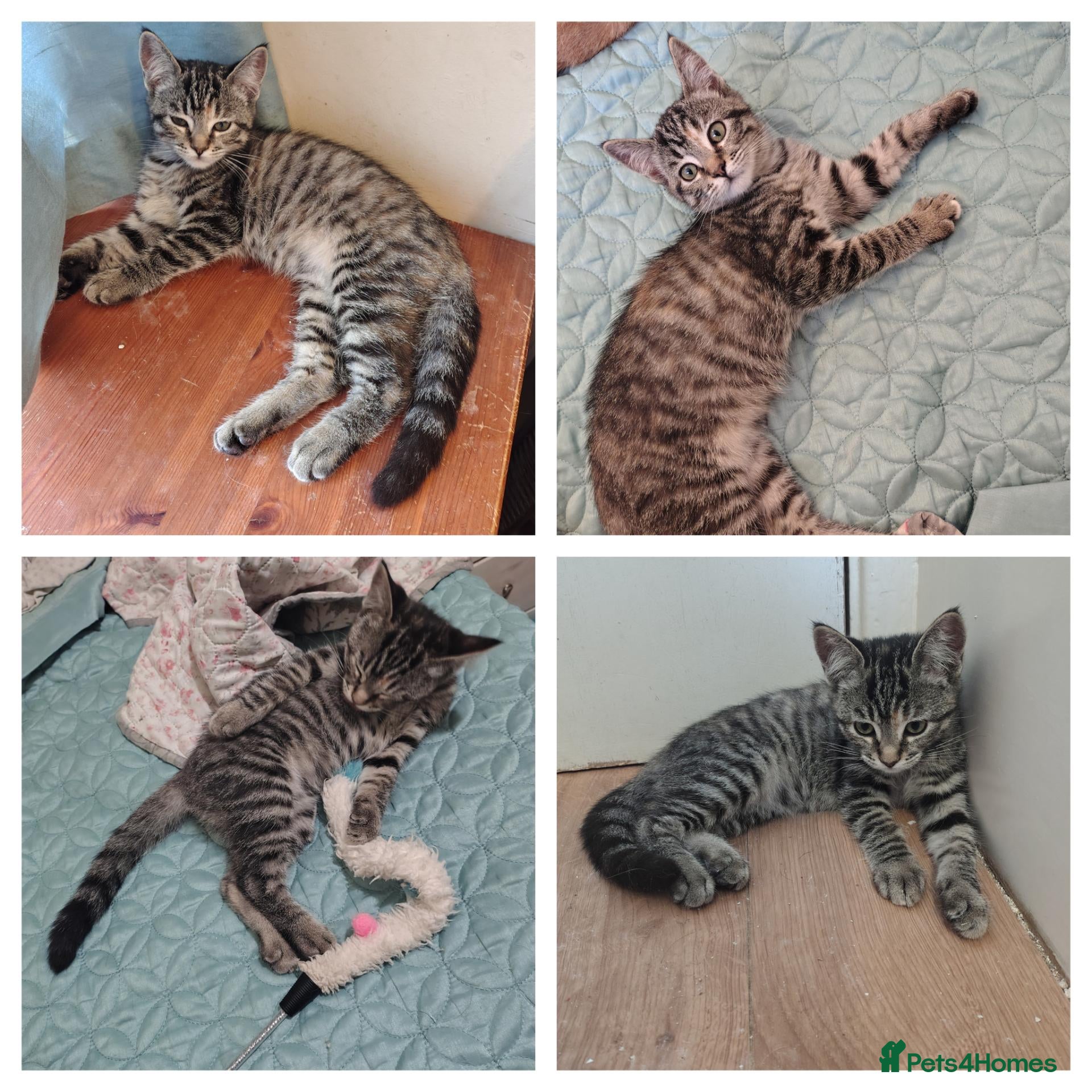 Mixed Breed cats for sale: 1 kitten LEFT ragdoll/ ginger mum - Advert 6
