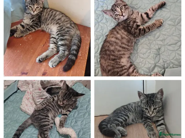 Mixed Breed cats for sale: 1 kitten LEFT ragdoll/ ginger mum - Advert 6
